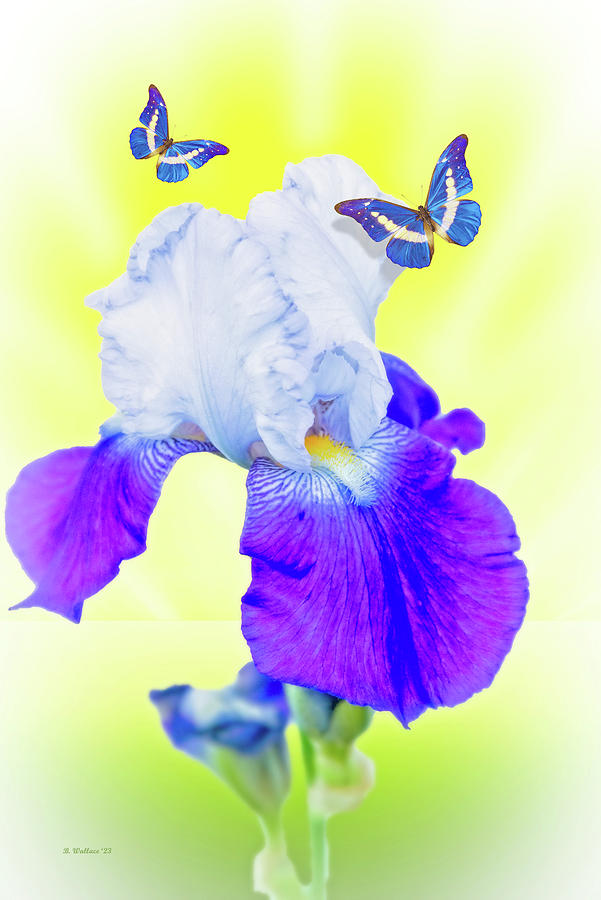 Iris And Butterflies Digital Art by Brian Wallace Iris And Butterflies Digital Art by Brian Wallace