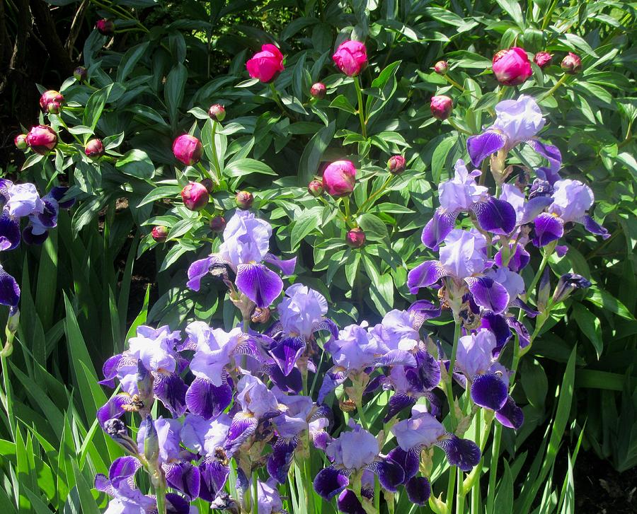 Iris and Peonies Photograph by Stephanie Moore