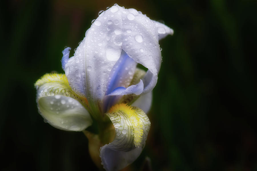 Iris and raindrops Photograph by Doug Wittrock