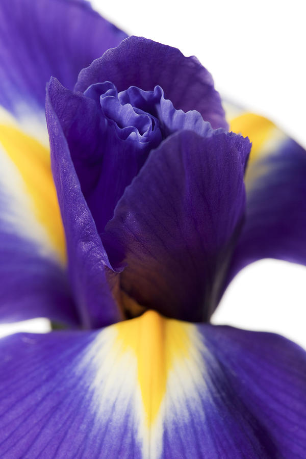 Iris Photograph by Andrew Dernie