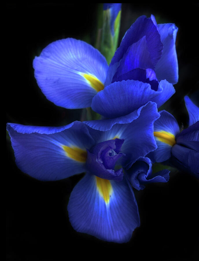Nature Photograph - Iris at Dusk by Jessica Jenney