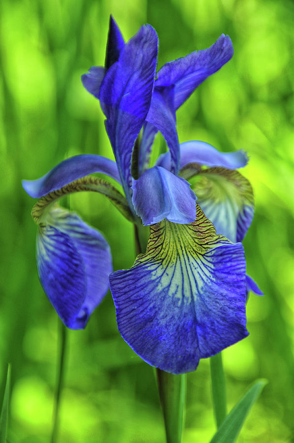 Iris at Sky Meadow Photograph by Mike Martin