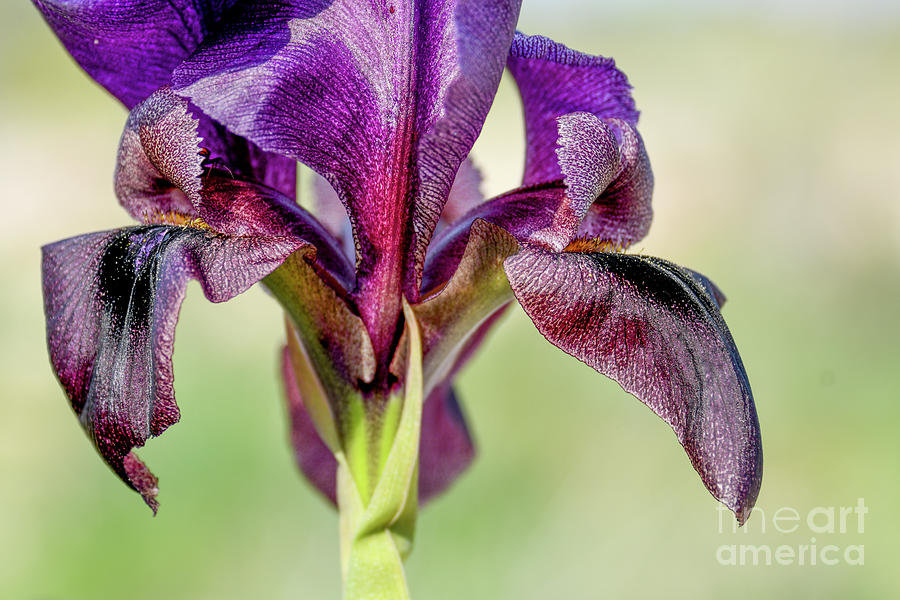 Iris atrofusca Judean iris or Gilead iris r1 Photograph by Yotam Jacobson
