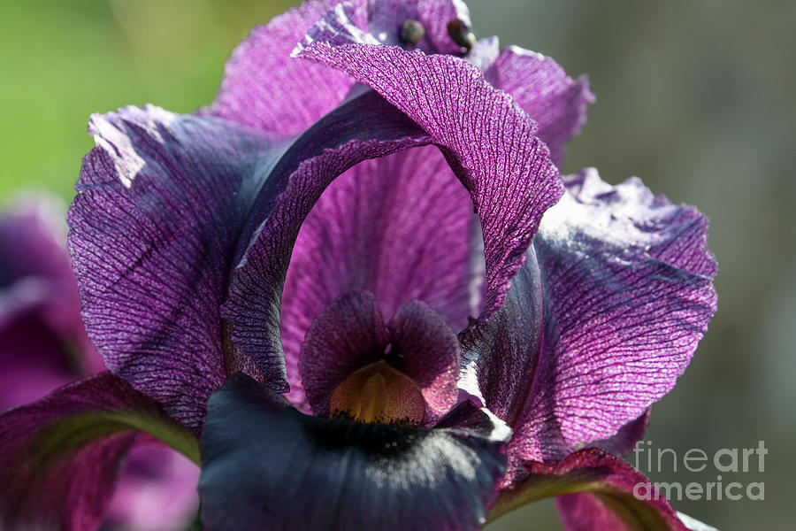 Iris atrofusca Judean iris or Gilead iris r2 Photograph by Yotam Jacobson