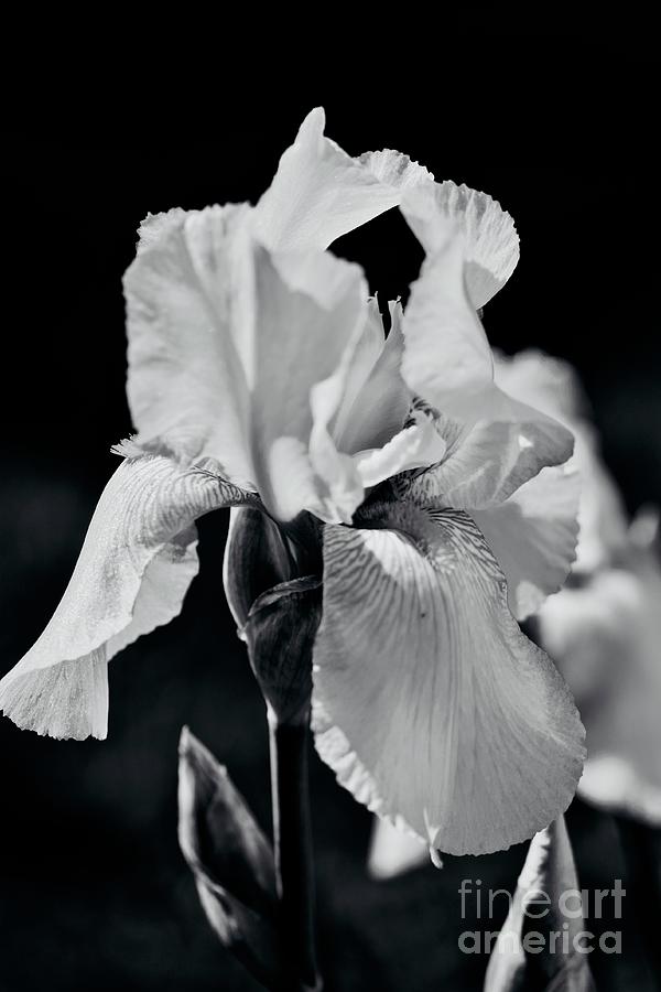 Iris Ballet Dancing on Stage BWNo. 4694 Photograph by Sherry Hallemeier