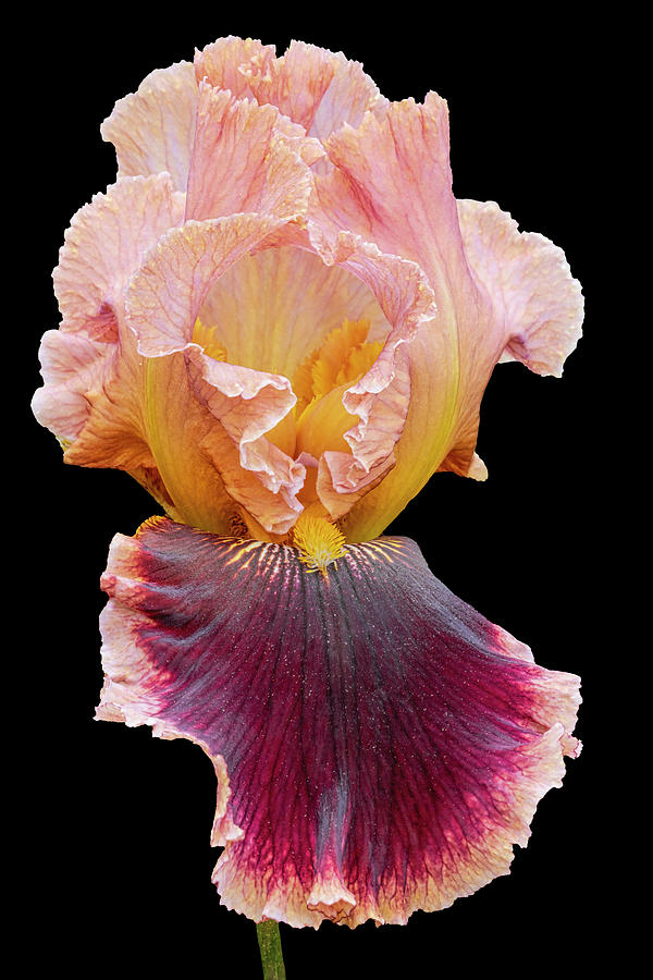Iris Beauty II Photograph by Susan Candelario