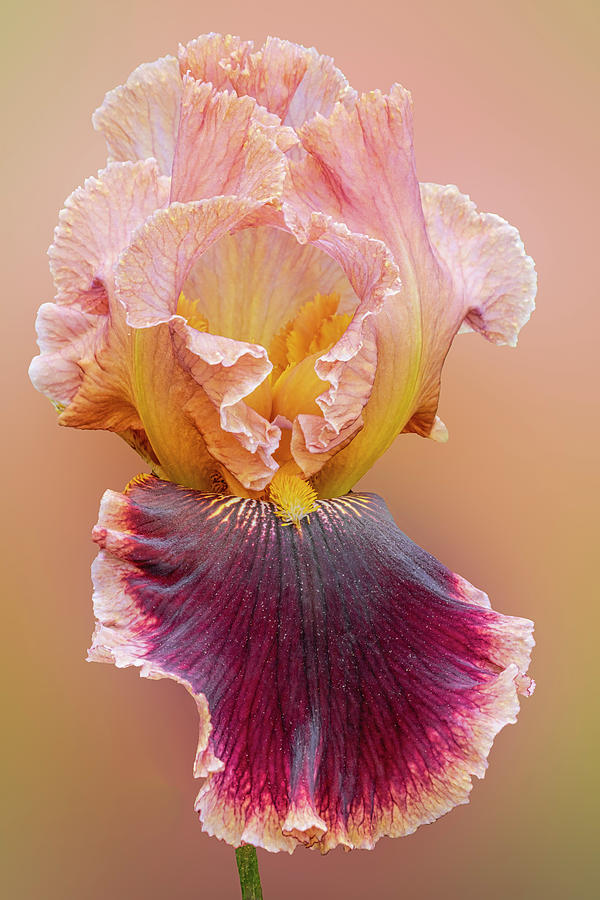 Iris Beauty Photograph by Susan Candelario
