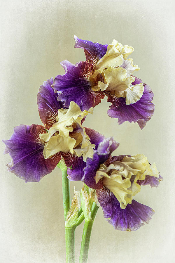 Iris-bicolor Trio Photograph