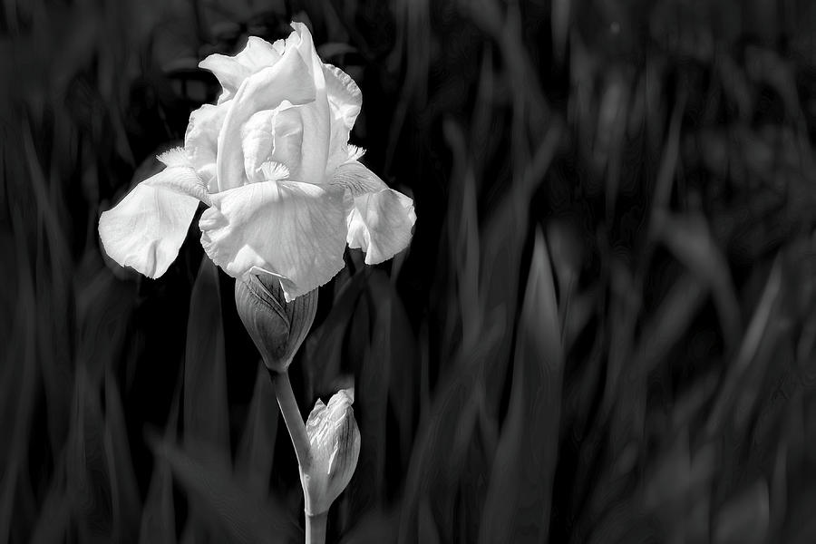 Iris Black And White photograph Photograph by Ann Powell