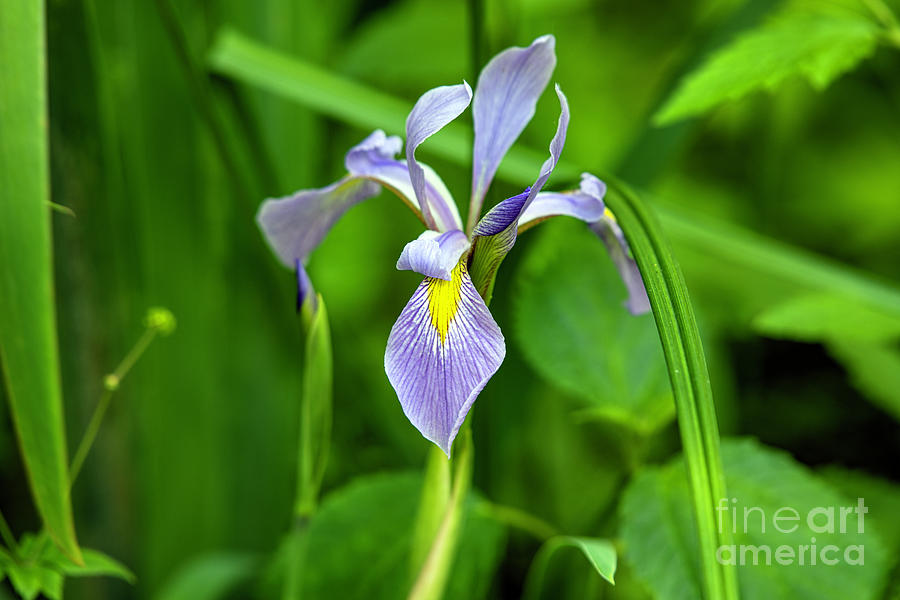 Iris Bloom Photograph by David Arment