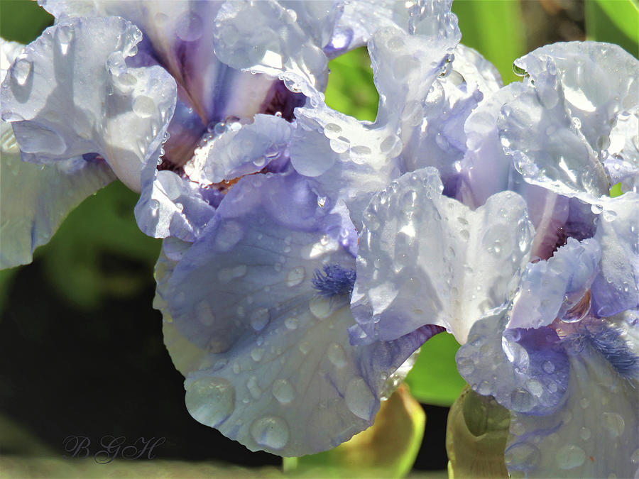 Iris Blossoms in the Rain - Floral Photography - Spring Flowers as Art Photograph by Brooks Garten Hauschild
