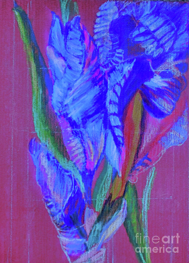 Iris Blue Bearded Drawing by Mindy Newman