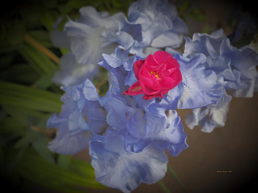 Iris Blue Rose Red Photograph by Richard Thomas