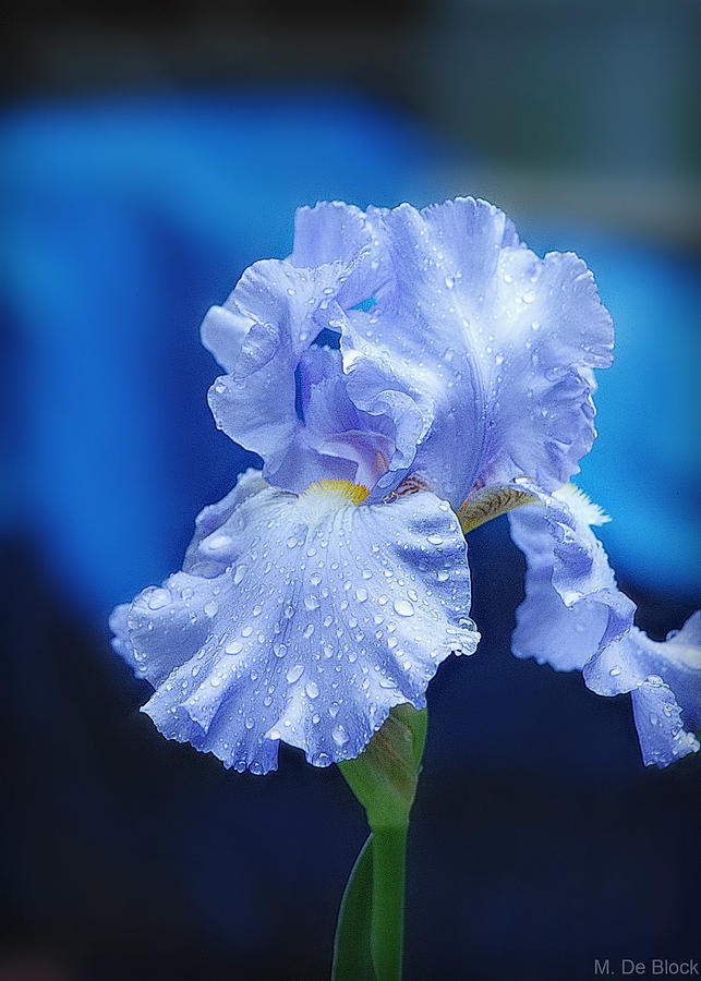 Iris Photograph - Iris Blues by Marilyn DeBlock