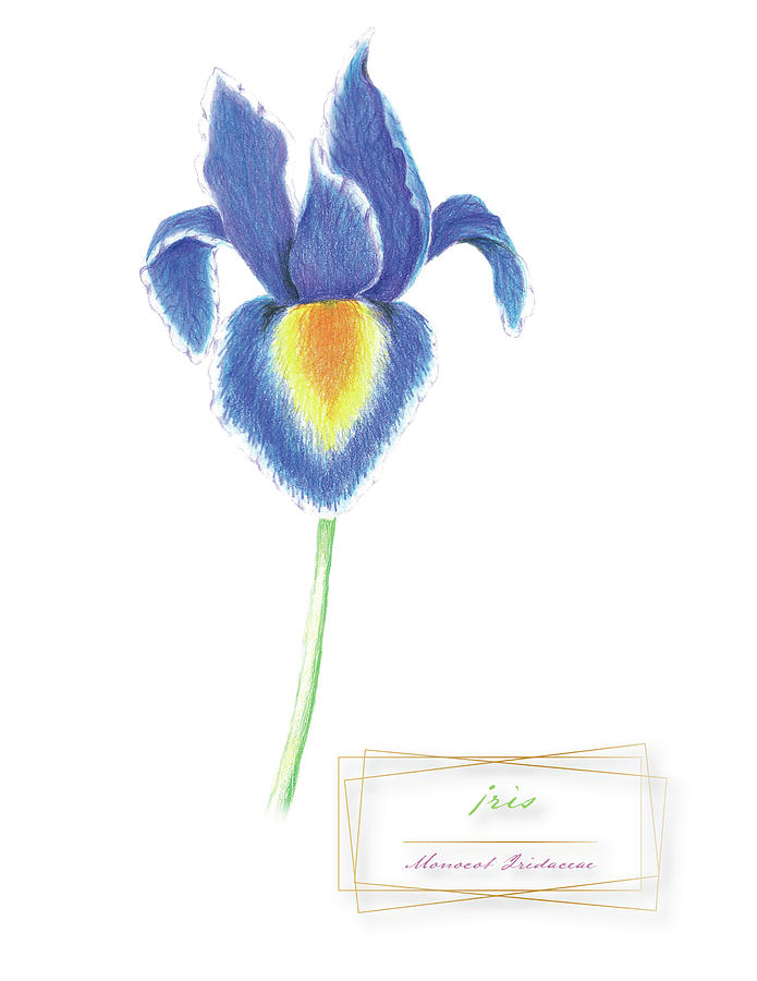 Iris Drawing - Iris Botanical Print by Kirsten Dunlap