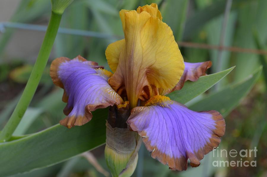 IRIS Brown Lasso Photograph by Margie Bayer - Fine Art America