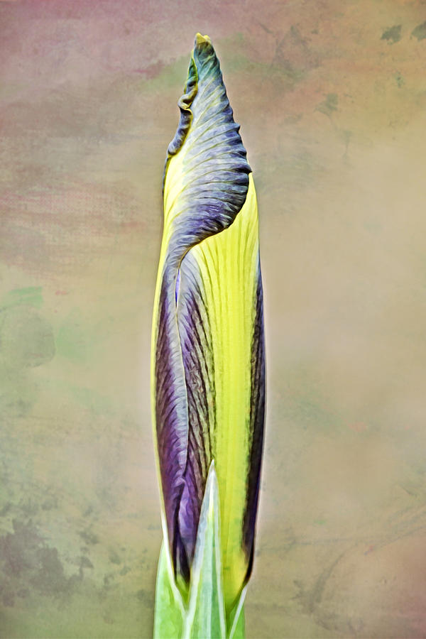 Iris Bud Portrait Digital Art by Gaby Ethington