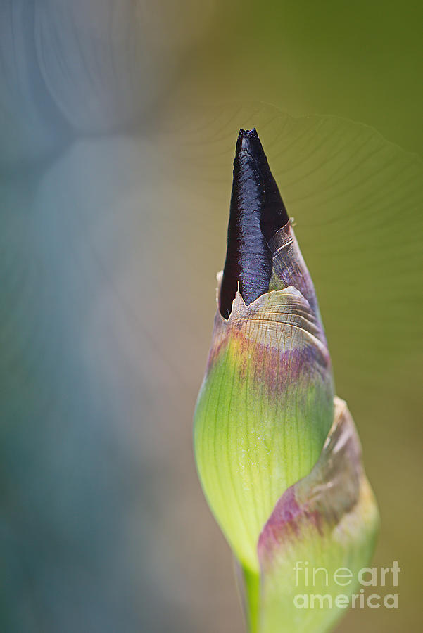 Iris Bud With Soft Display Photograph by Joy Watson Iris Bud With Soft Display Photograph by Joy Watson