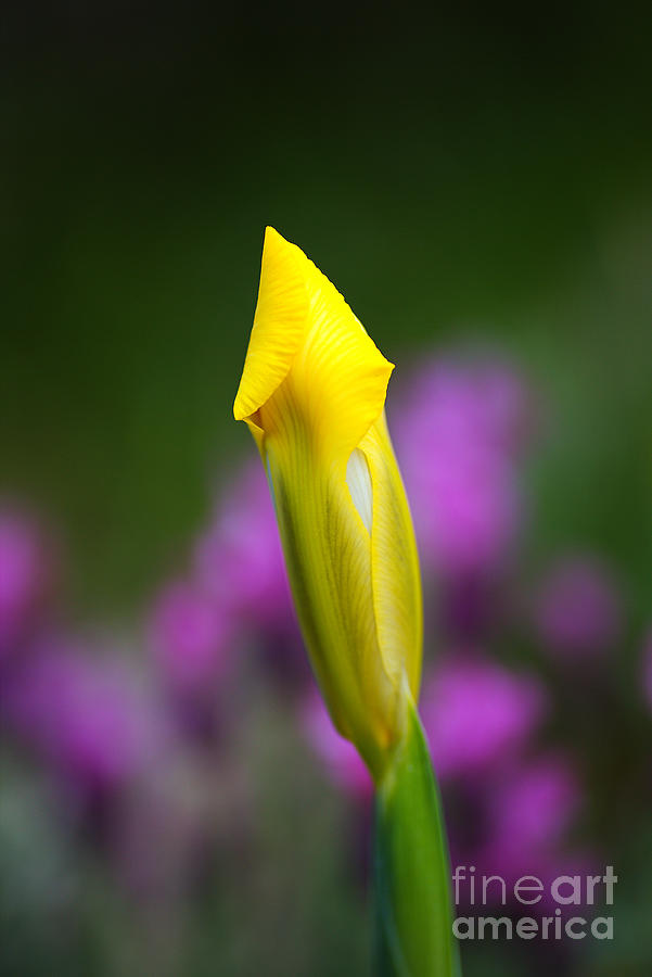 Iris Bud Yellow Hope  Photograph by Joy Watson