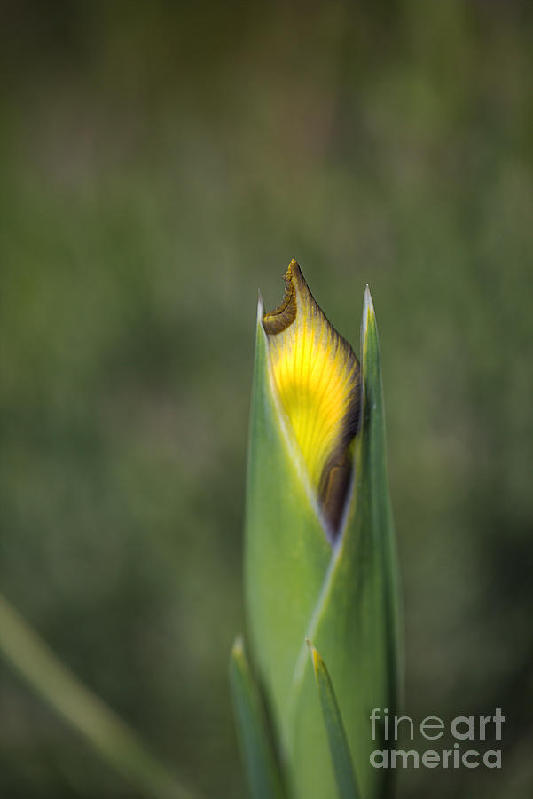 Iris Photograph - Iris Bud Yellow Purple by Joy Watson
