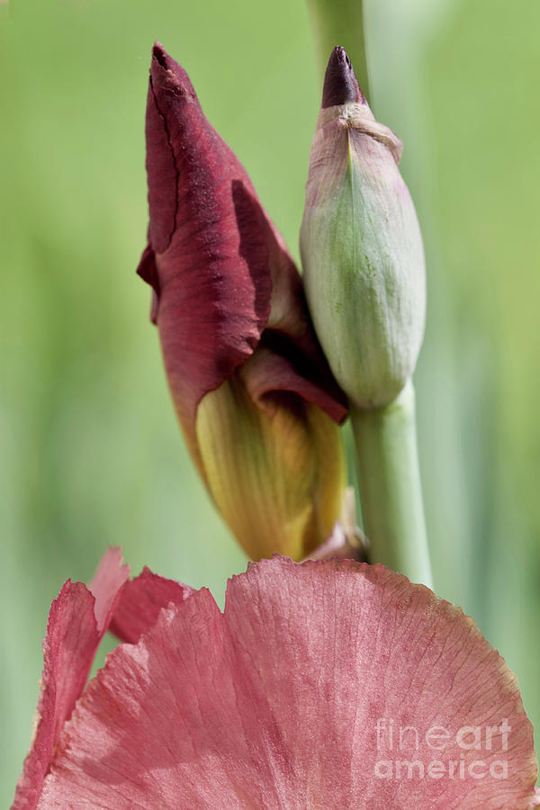 Iris Buds Multicolor No. 6720 Photograph by Sherry Hallemeier