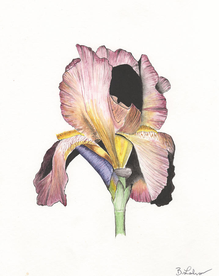 Iris, Burgundy Painting by Bob Labno