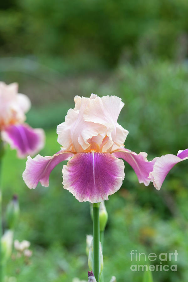 Iris Carnaby Flower in an English Garden Photograph by Tim Gainey