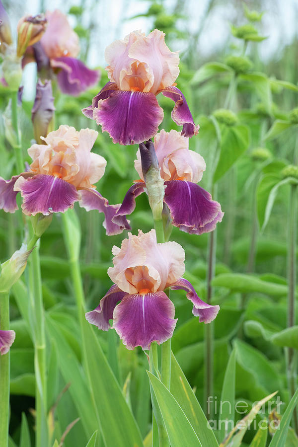 Iris Photograph - Iris Carnaby Flowers  by Tim Gainey
