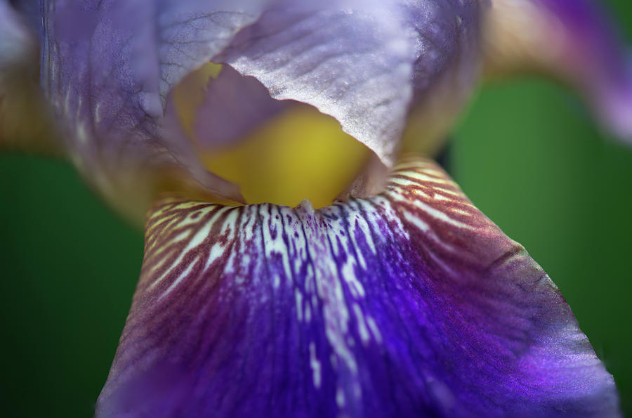 Iris closeup Photograph by Doug Wittrock