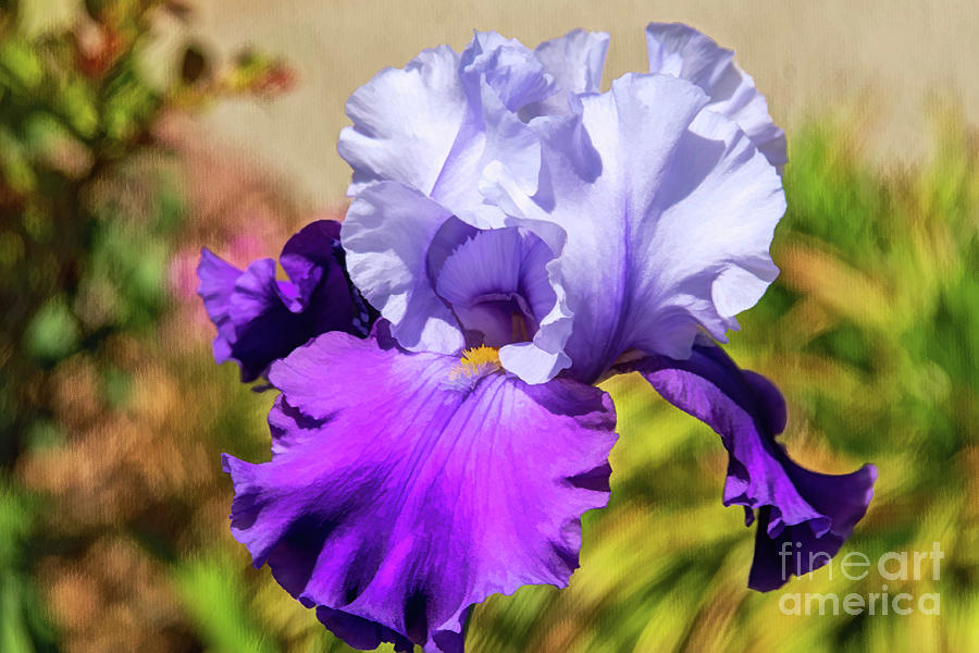 Iris Colors of Devotion Photograph by Diana Mary Sharpton