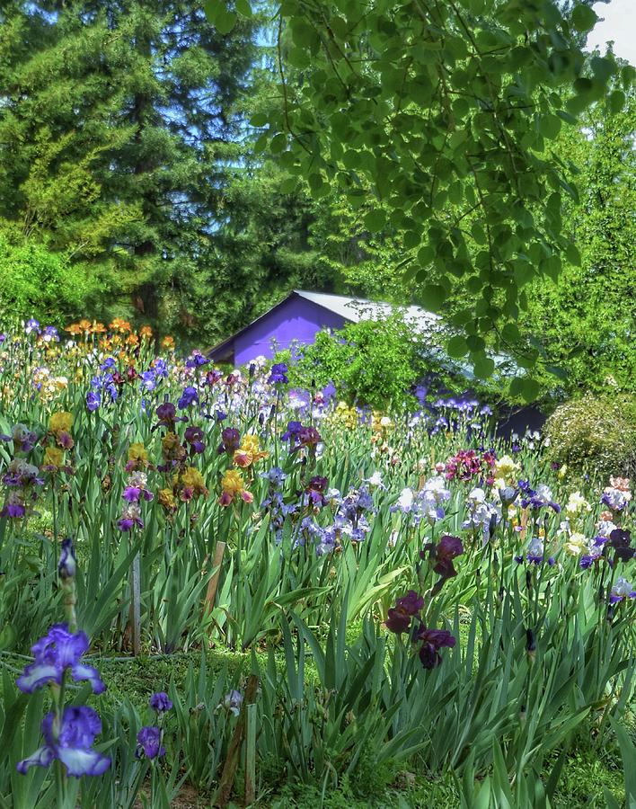 Iris Cottage Photograph by Steph Gabler