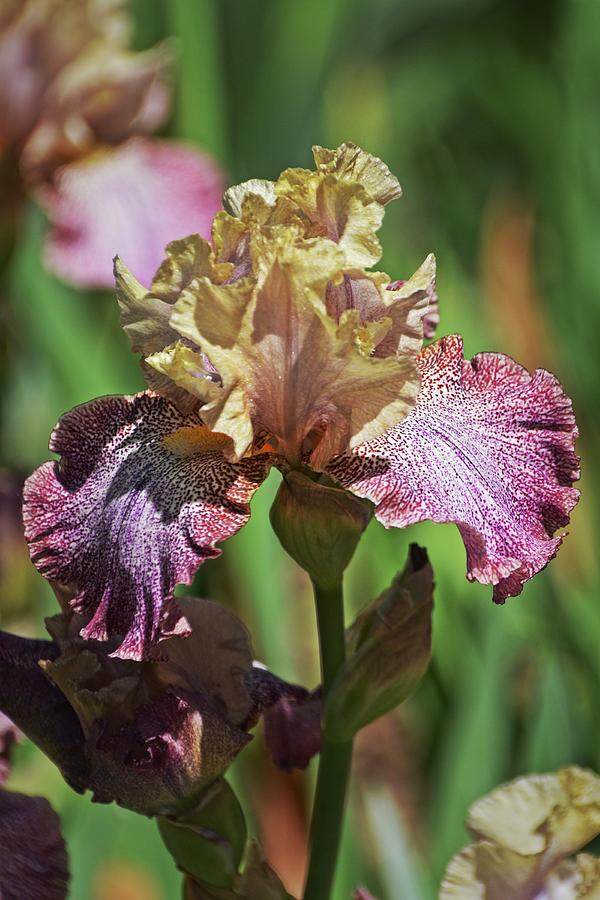 Iris Delight 1 Photograph by Marty Koch | Fine Art America