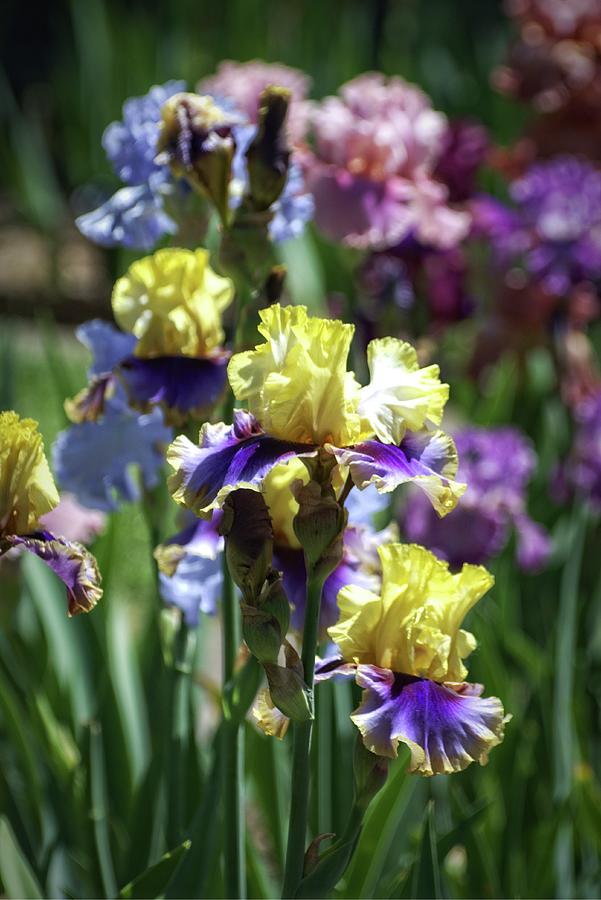 Iris Delight 2 Photograph by Marty Koch - Fine Art America