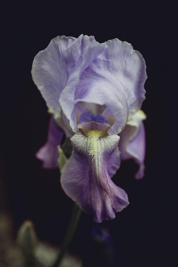Iris Photograph by Denise Kopko