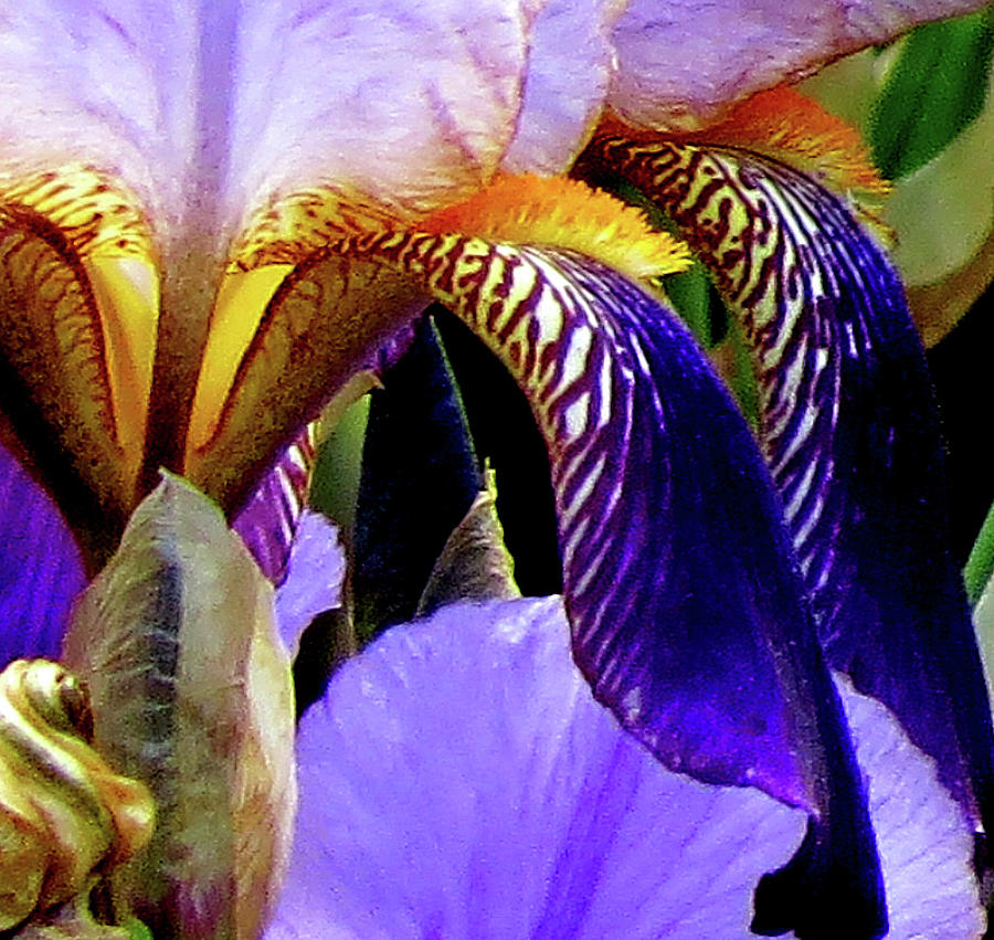 Iris Detail Photograph by Linda Stern