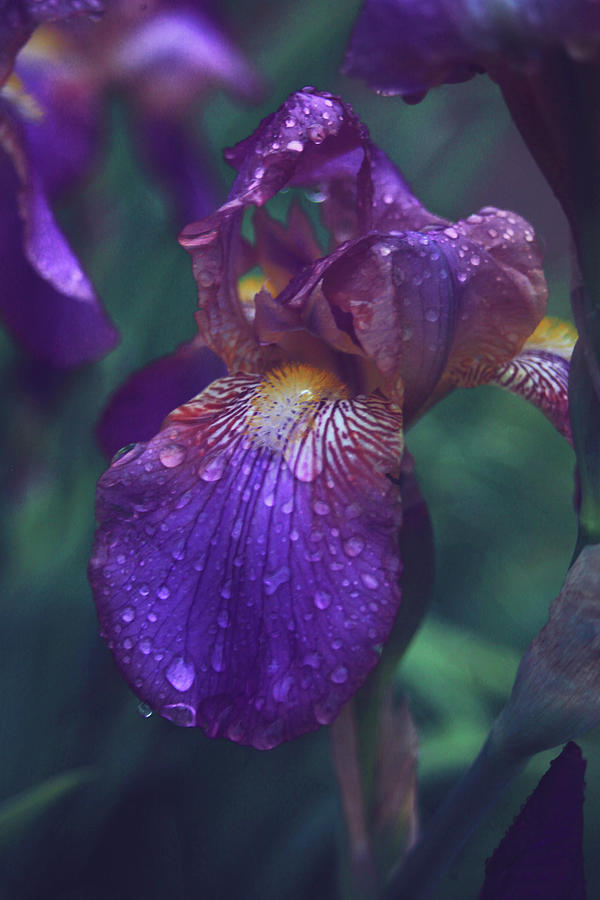 Iris Dewdrops Photograph by Toni Hopper