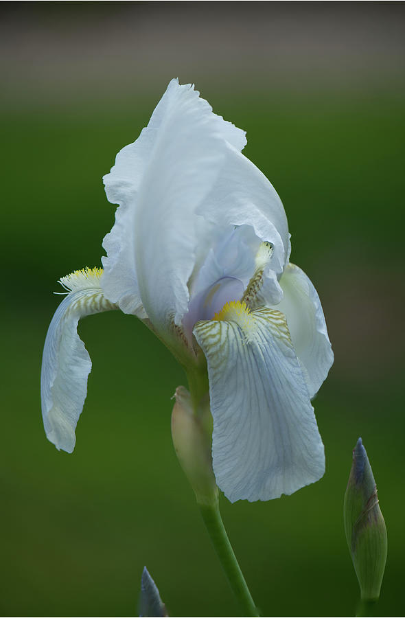 Iris Photograph by Doug Wittrock