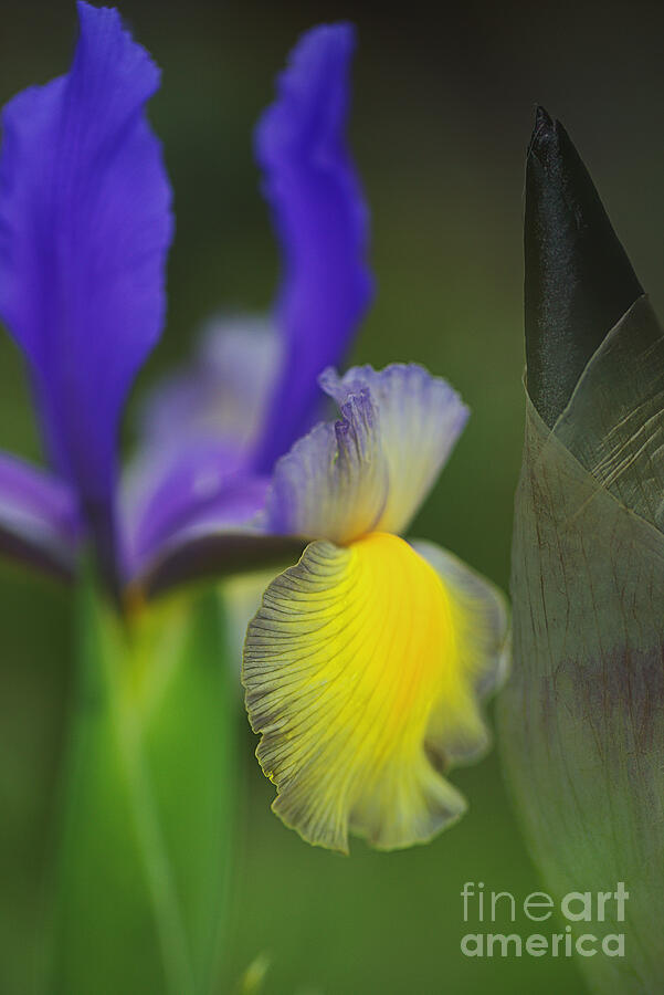 Iris Dreams Photograph by Joy Watson Iris Dreams Photograph by Joy Watson