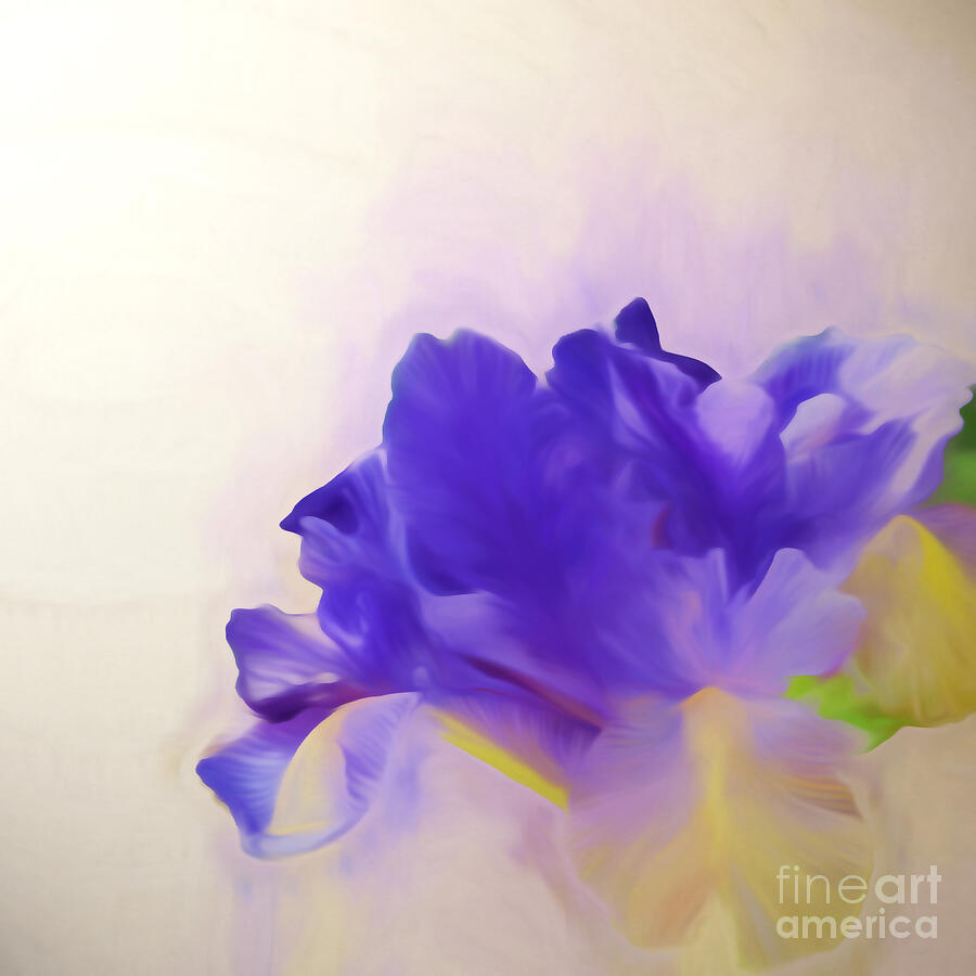 Iris Digital Art - Iris Dreams by Sharon Lisa Clarke