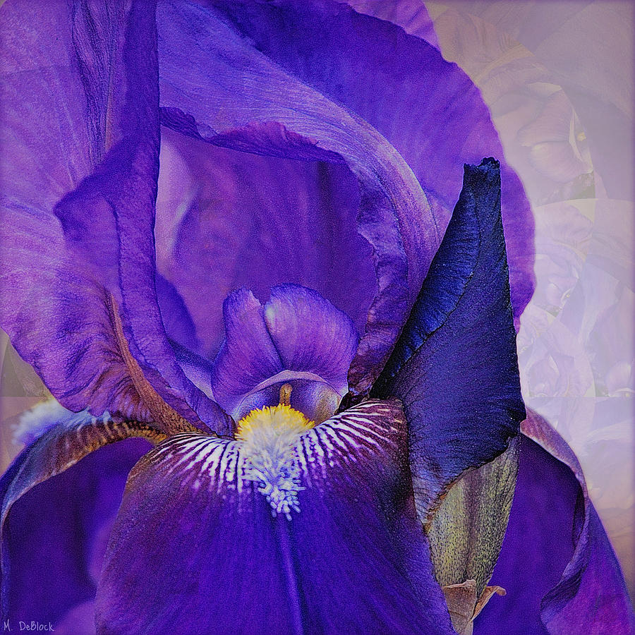 Iris Photograph - Iris Fantasy Square Format by Marilyn DeBlock