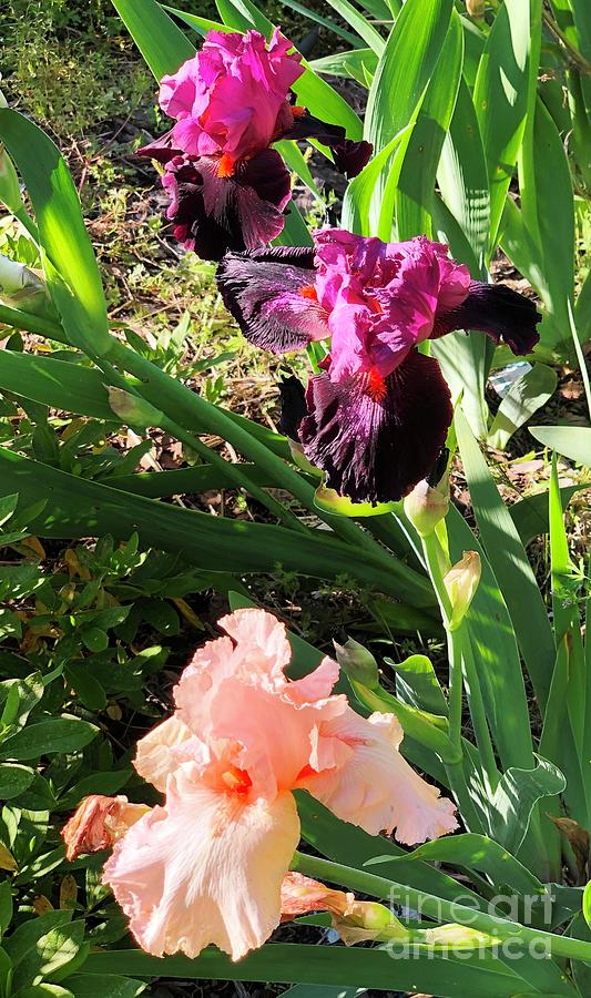 Catherines IRIS Fiery Temper and Beverly Sills in Clayton, North Carolina  Photograph by Catherine Ludwig Donleycott