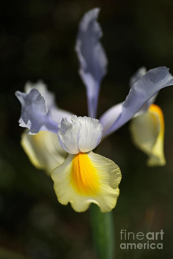 Iris Photograph - Iris Flower And Her Wings by Joy Watson