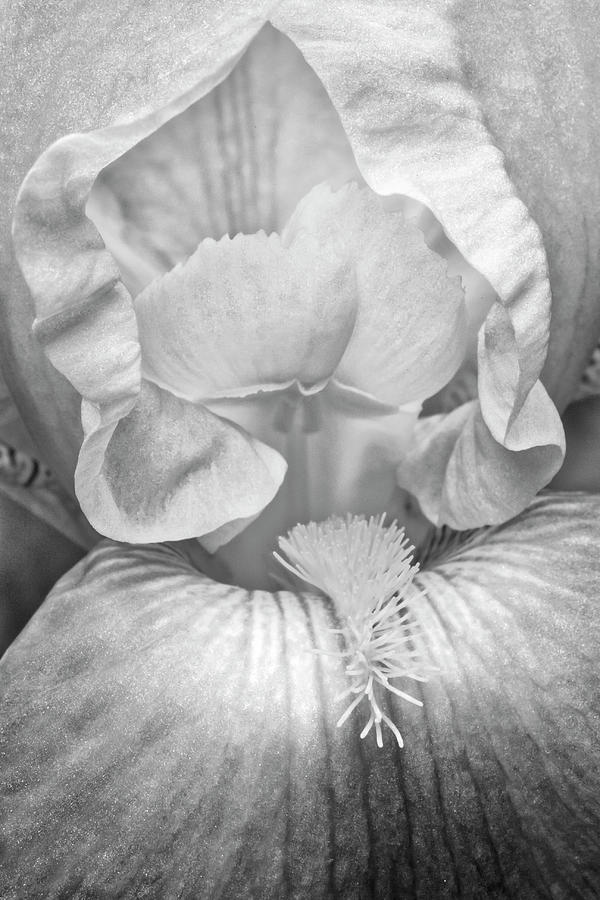 Iris Flower Blossom BW Photograph by Susan Candelario