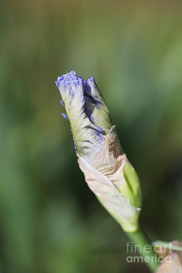Iris Flower Blues Photograph by Joy Watson