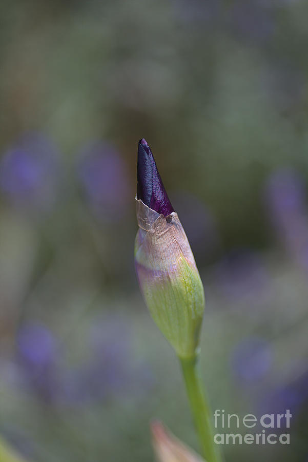 Iris Flower Bud Dreaming Purple Photograph by Joy Watson