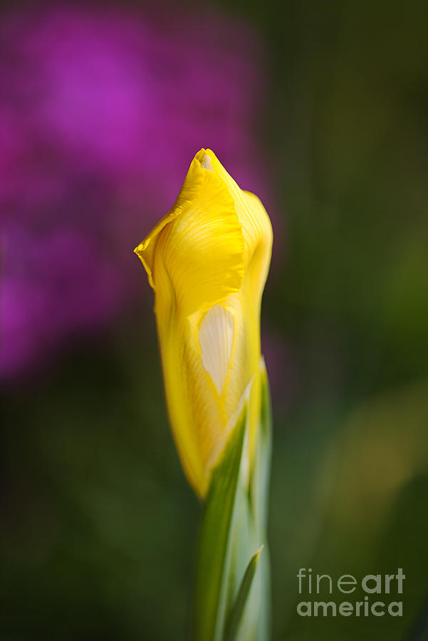 Iris Flower Bud Yellow Photograph by Joy Watson