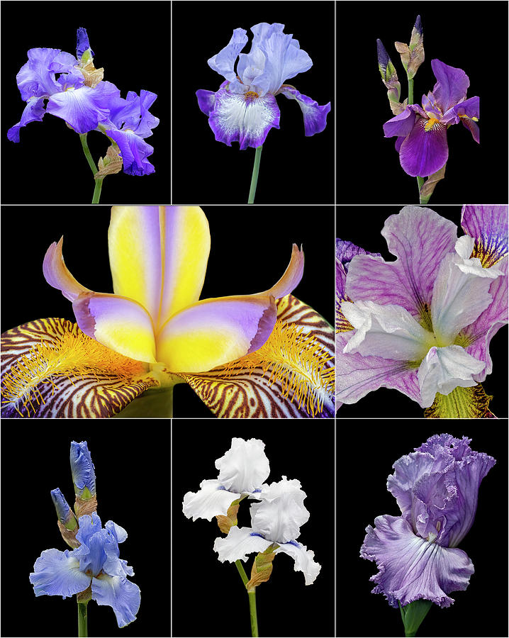 Iris Flower Collage Photograph by Susan Candelario