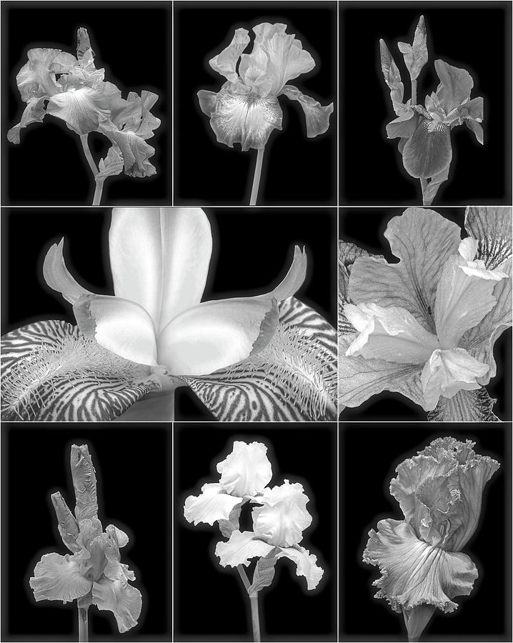 Iris Flower CollageBW Photograph by Susan Candelario