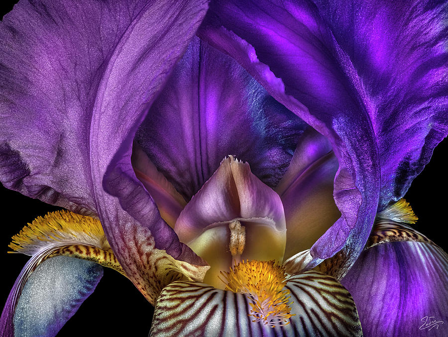 Iris Flower Entrance Photograph by Endre Balogh