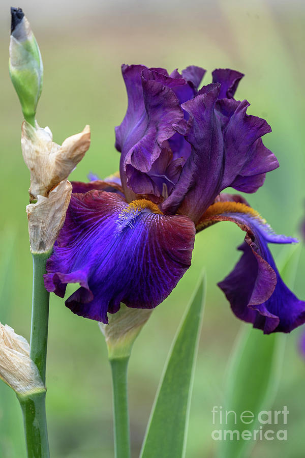 Iris Photograph - Beauty Of Irises - Mescalero Chief by Jenny Rainbow